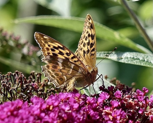 silver-washed fritillary